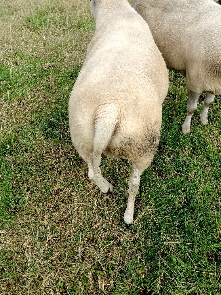Texelaar ram, Dieren en Toebehoren, Mannelijk, Schaap