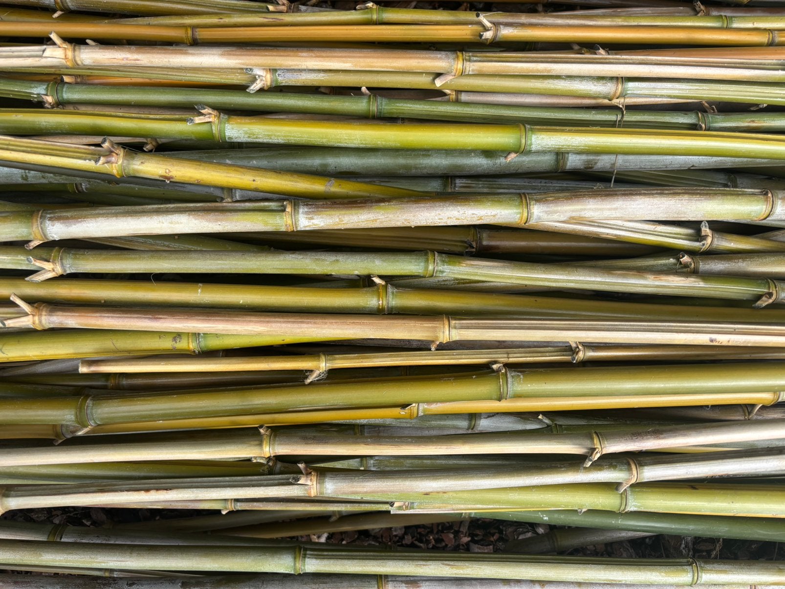 🎋 Bamboe stokken tonkinstokken bonenstokken grote partij, Ophalen, Nieuw, 250 cm of meer, Overige typen