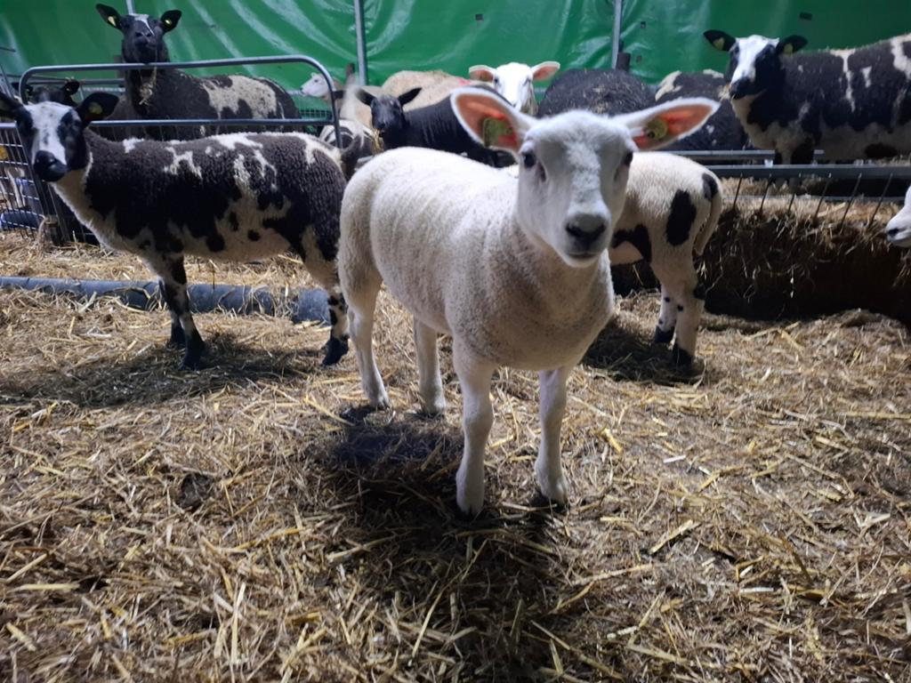 5 witte ooilammeren, Vrouwelijk, Schaap