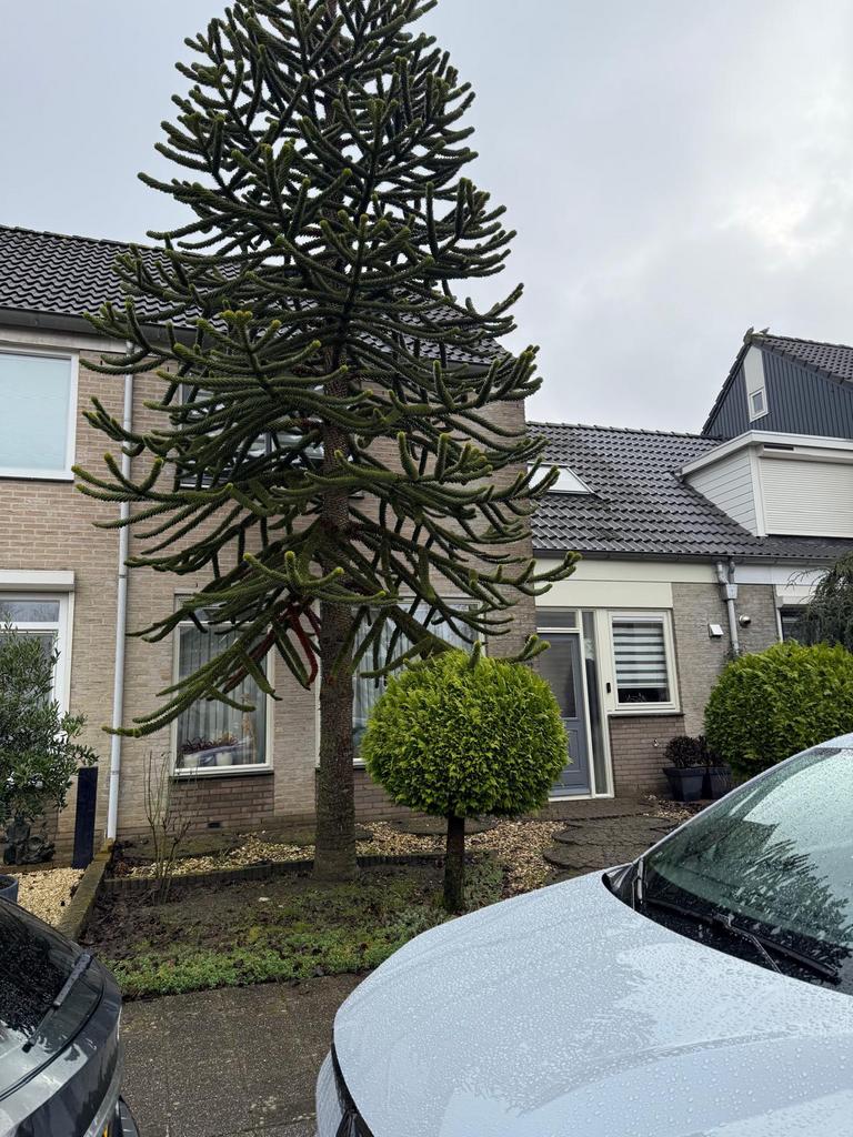 apenboom gratis, Ophalen, Overige soorten