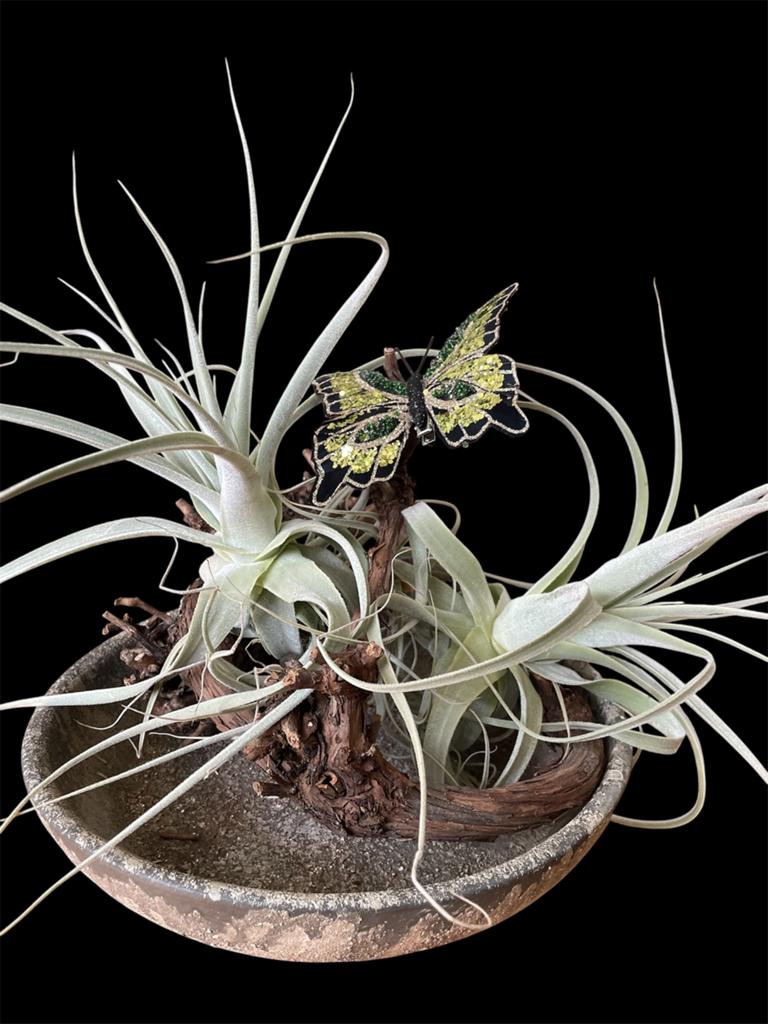 Tillandsia Straminea Thick Leaf, Ophalen of Verzenden, Halfschaduw, Minder dan 100 cm