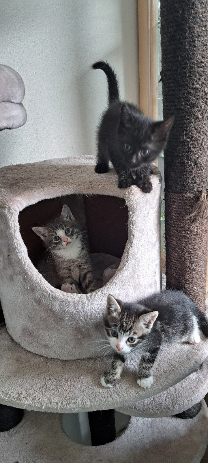4 lieve kittens zoeken een nieuw huisje!!!, Meerdere dieren