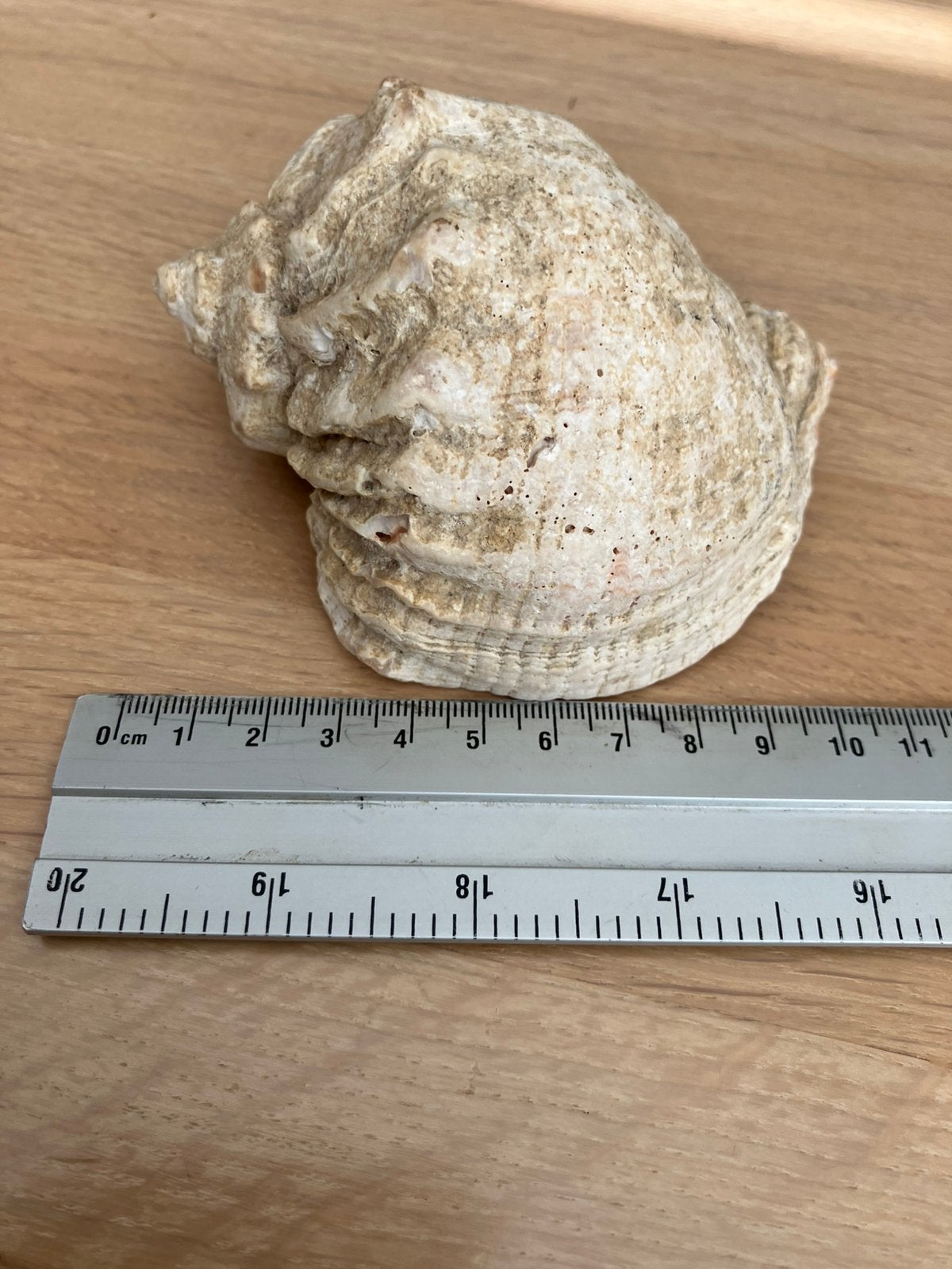 Originele zee schelp ca. 9,5 cm., Ophalen of Verzenden, Schelp(en)