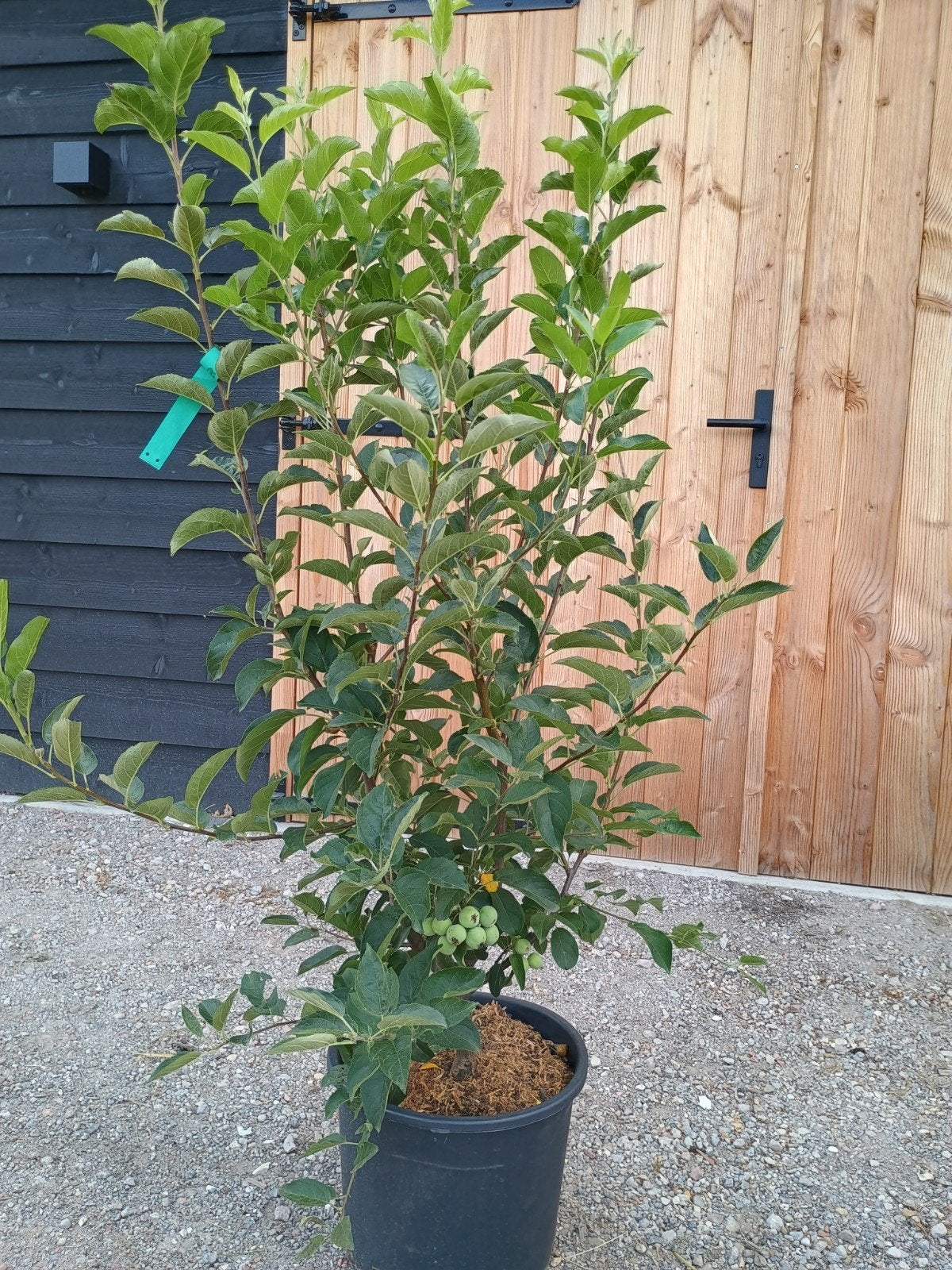 Malus Red Sentinel - Sierappelboom in pot, Ophalen, Lente, Overige soorten, Volle zon