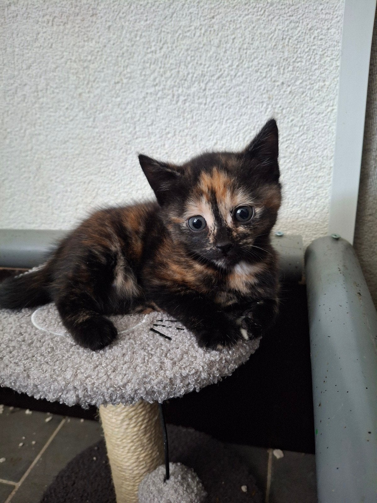 2 kittens, Meerdere dieren, Ontwormd, 0 tot 2 jaar
