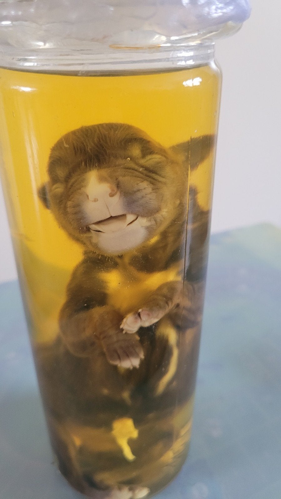 Fetus van een pub in pot, Antiek en Kunst, Curiosa en Brocante, Ophalen