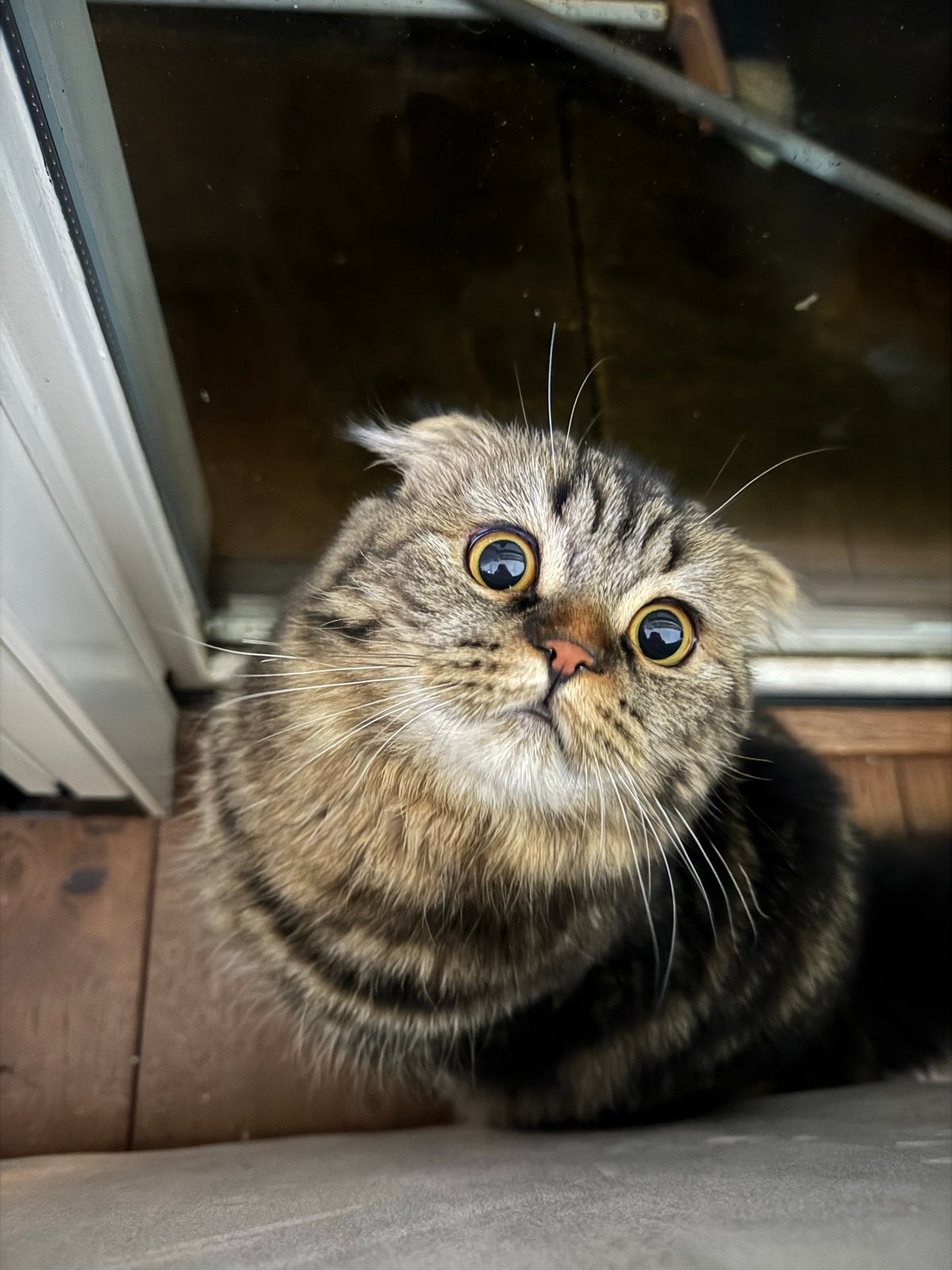 Twee lieve katten zoeken samen een liefdevol ️, Meerdere dieren, Langharig, 0 tot 2 jaar