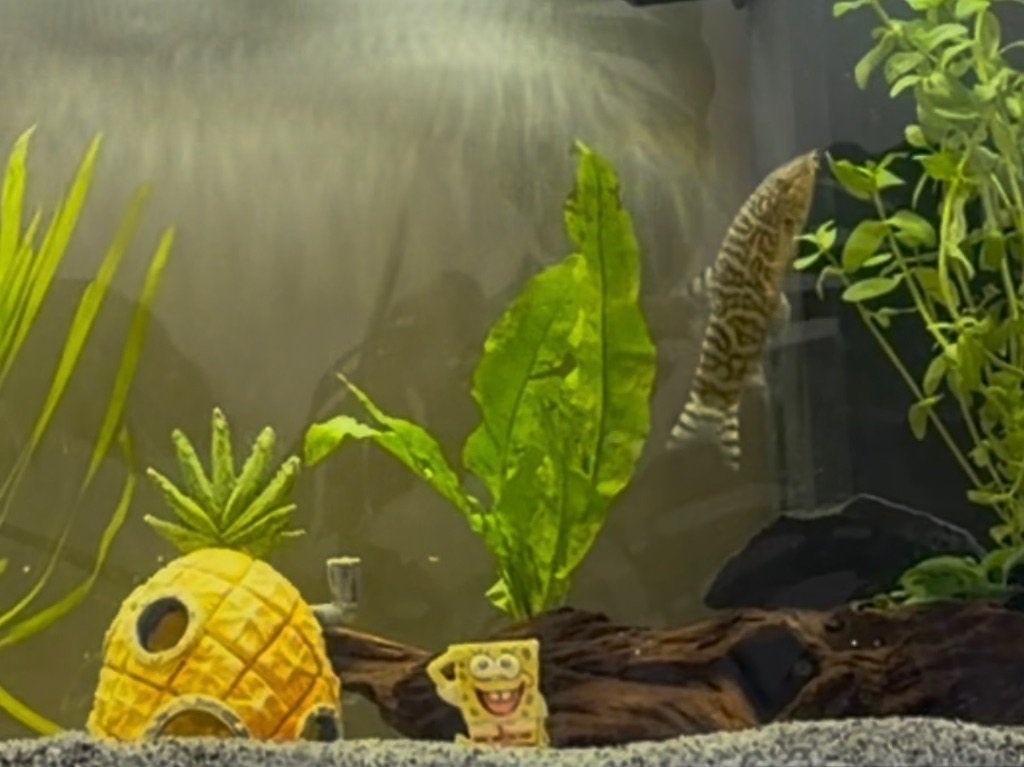 Vis, Dieren en Toebehoren, Vissen | Aquariumvissen, Overige typen, Zoetwatervis