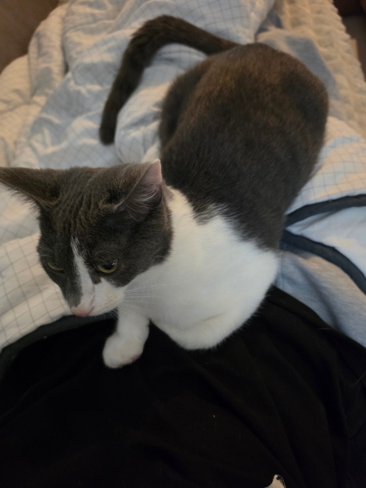 kitten, Kater, 0 tot 2 jaar