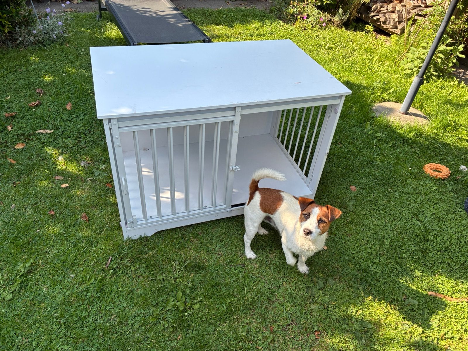 nette ren voor kleine hond / pup, Ophalen, Zo goed als nieuw, Overige
