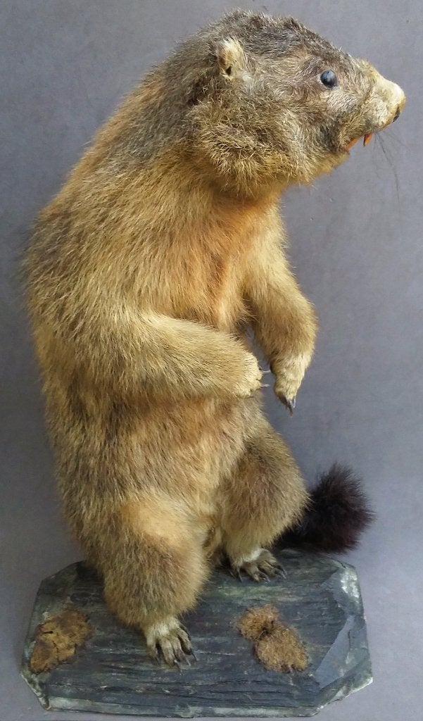 Grote opgezette Bergmarmot Alpenmarmot Knaagdier Marmot, Ophalen of Verzenden, Zo goed als nieuw, Wild dier, Opgezet dier