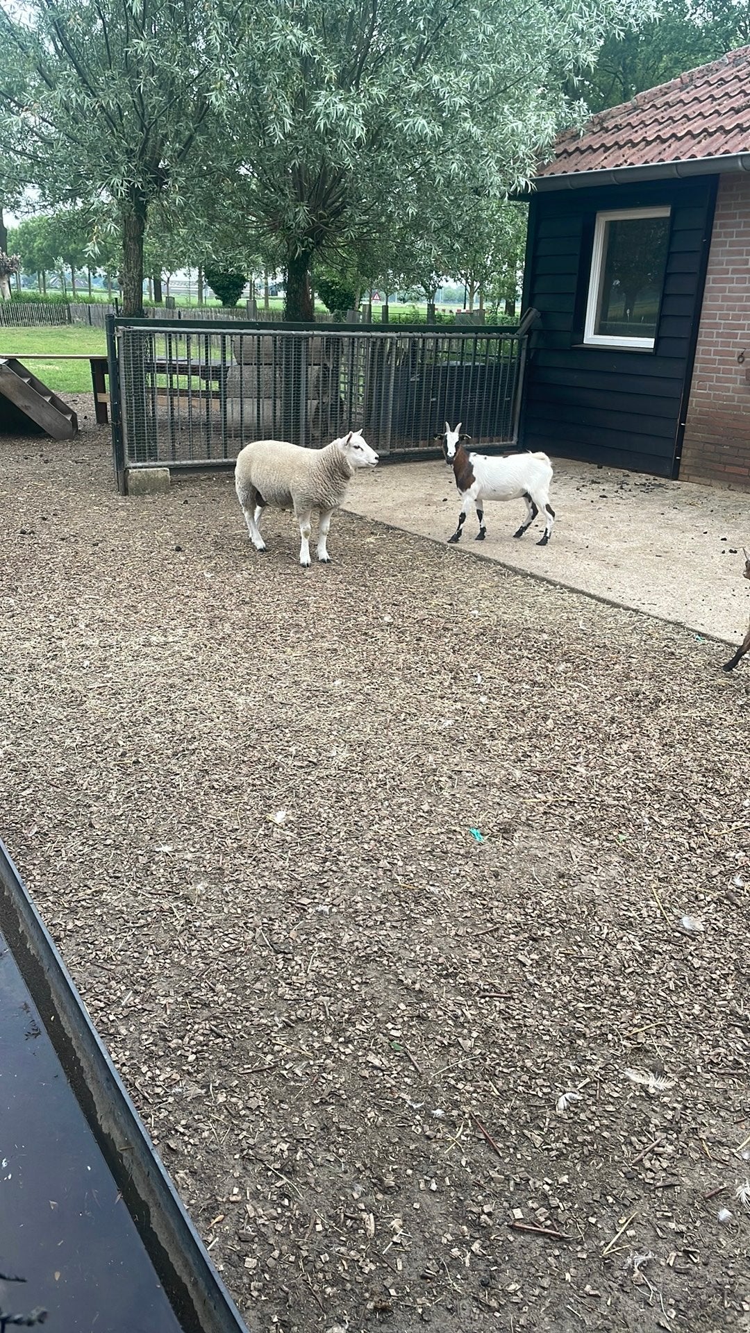 Dekbok texelaar, Mannelijk, Schaap