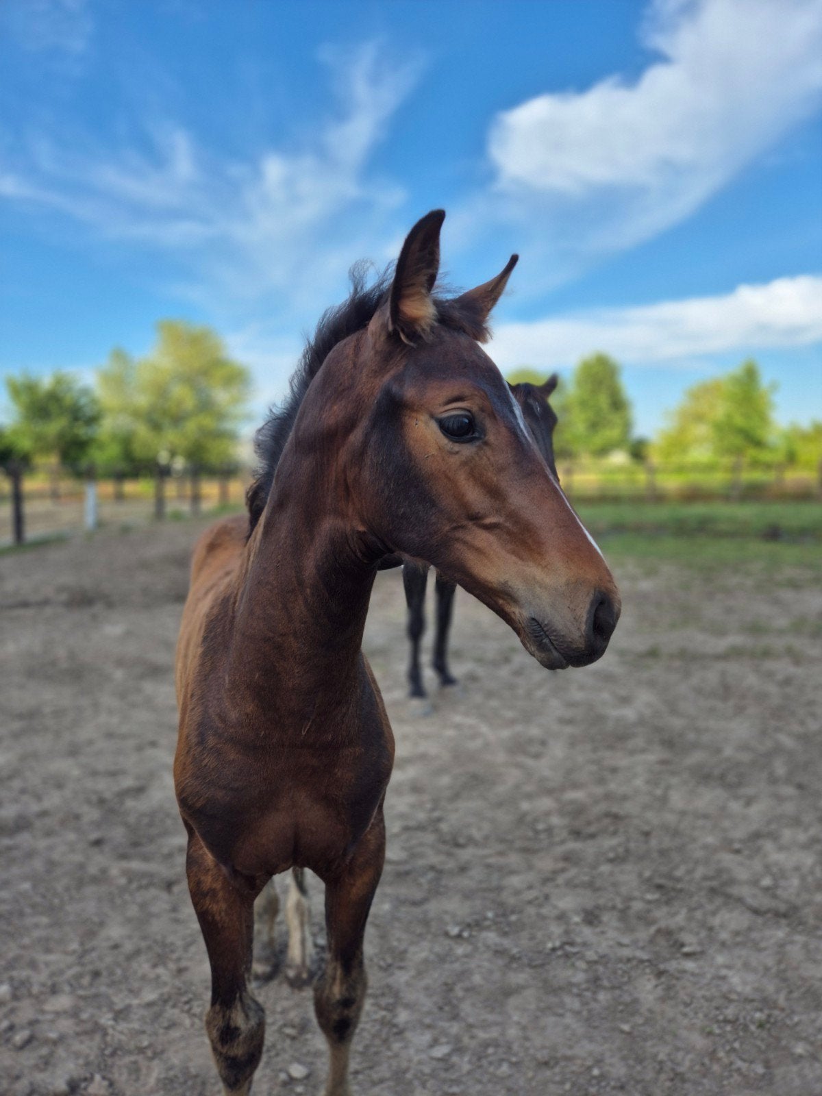 kwpn merrieveulen uit de Bria stam, Merrie, Dressuurpony, Met stamboom, 0 tot 2 jaar