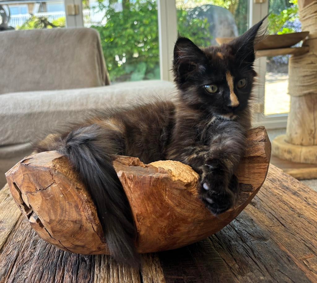 XXL Maine Coon Kittens beschikbaar €1450 met stamboom, Dieren en Toebehoren, Katten en Kittens | Raskatten | Langhaar, Meerdere dieren