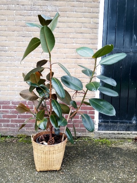 Grote Ficus, Ophalen, Ficus, 100 tot 150 cm, Halfschaduw