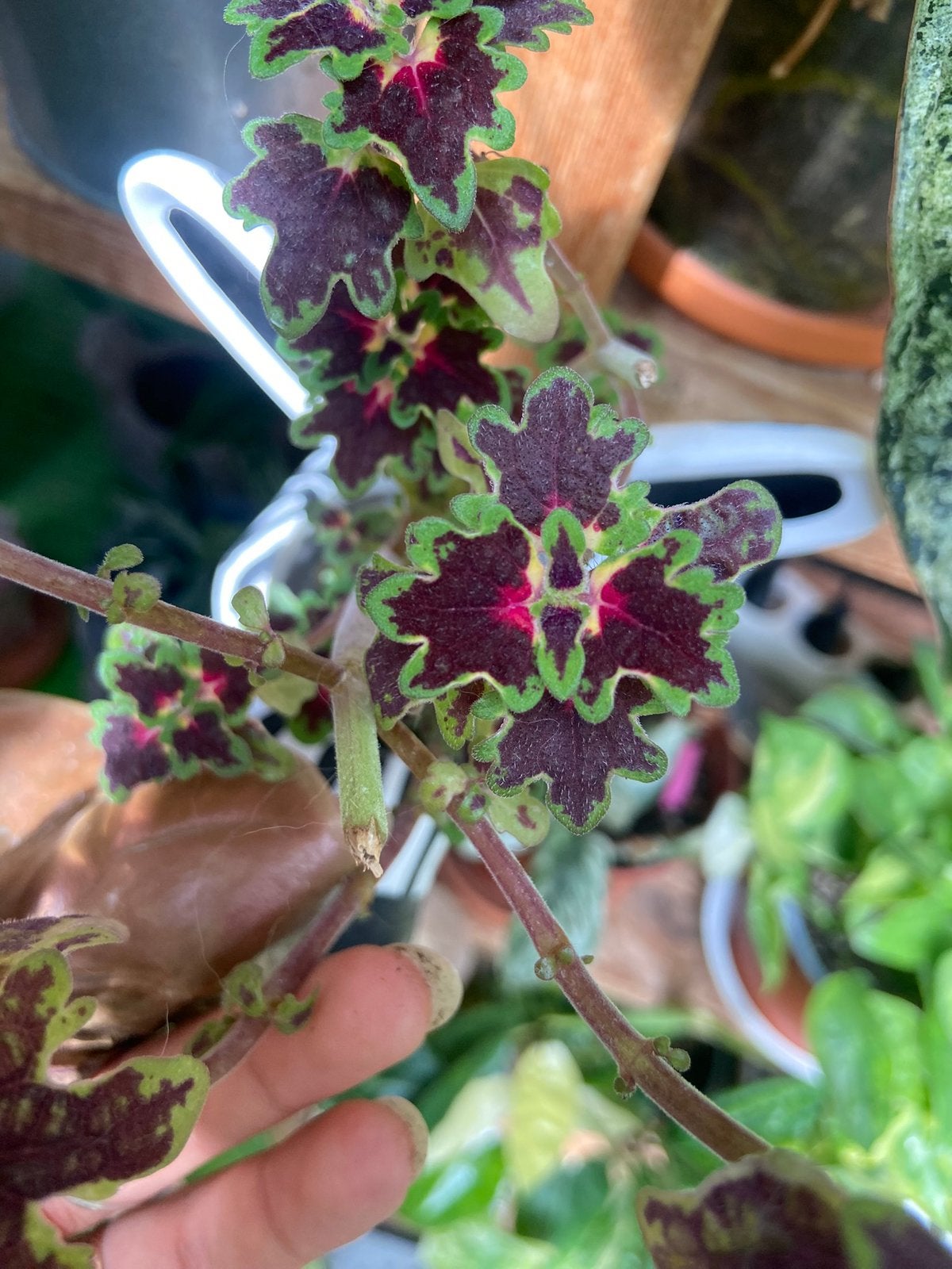 Coleus inky fingers stekjes, Ophalen of Verzenden, Overige soorten, Volle zon
