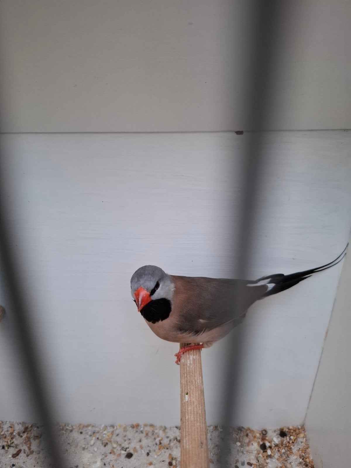 Spitsstaartamadine, Dieren en Toebehoren, Vogels | Overige Vogels, Vrouwelijk