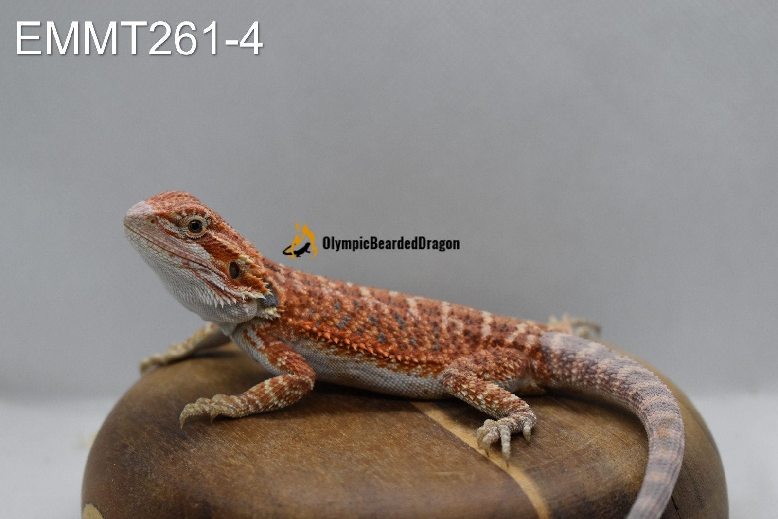 Baardagaam vrouw Red/orange hypo het trans 50% het witblits, Dieren en Toebehoren, Hagedis, 0 tot 2 jaar