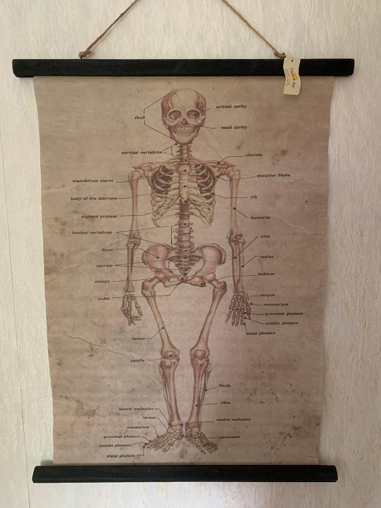 Canvas skelet, Overige materialen, 50 tot 75 cm, Nieuw, Ophalen of Verzenden
