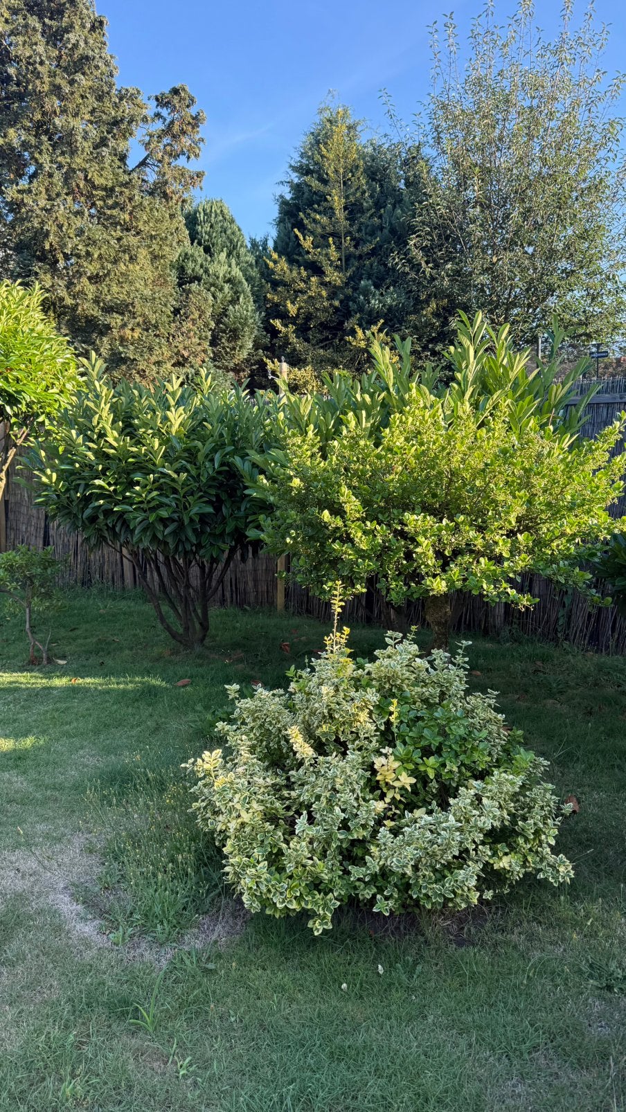 Mooie Bomen / struiken / kerstboom, Tuin en Terras, Planten | Bomen, Ophalen of Verzenden, Volle zon, Overige soorten, 100 tot 250 cm
