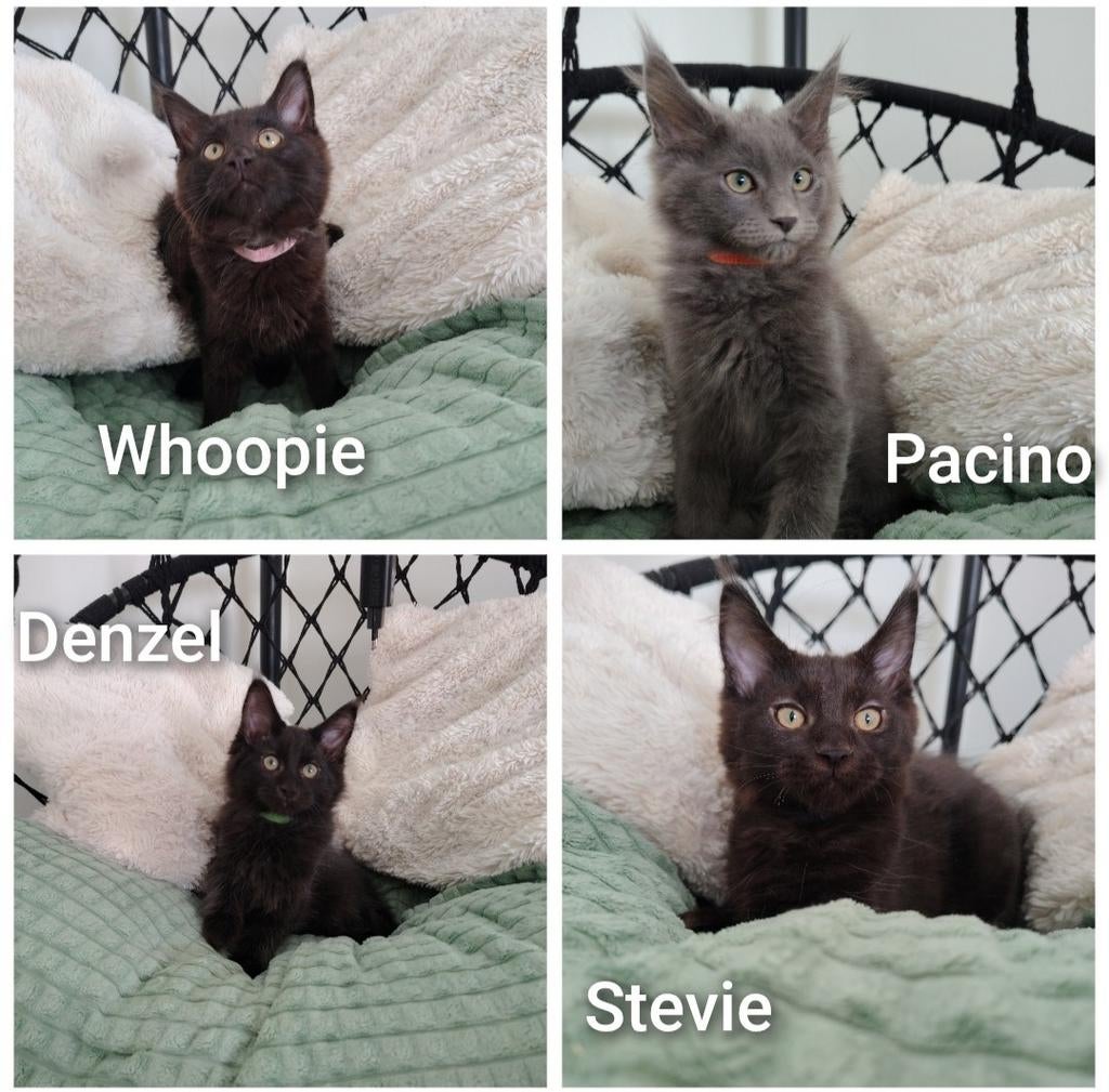 Blue en black Maine Coons met stamboom, Dieren en Toebehoren, Katten en Kittens | Raskatten | Langhaar, Meerdere dieren, Met stamboom