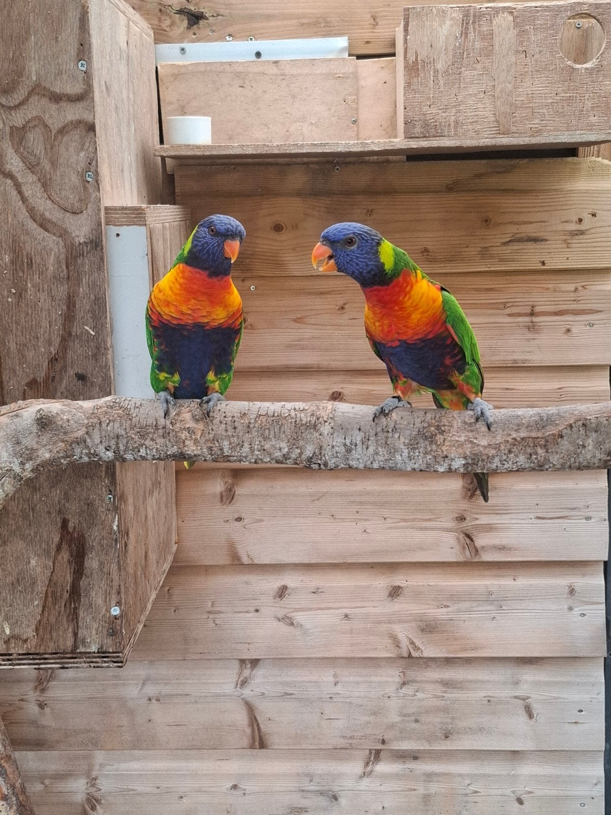 Te koop prachtige onverwant koppel Lori's, Meerdere dieren, Papegaai, Geringd