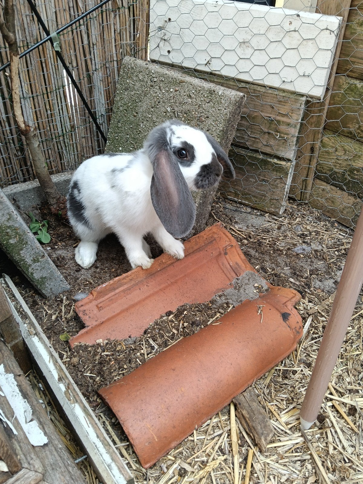 Schat van een hangoor x Lotharinger met enorme oren., Dieren en Toebehoren, Konijnen, Mannelijk, Groot, Hangoor