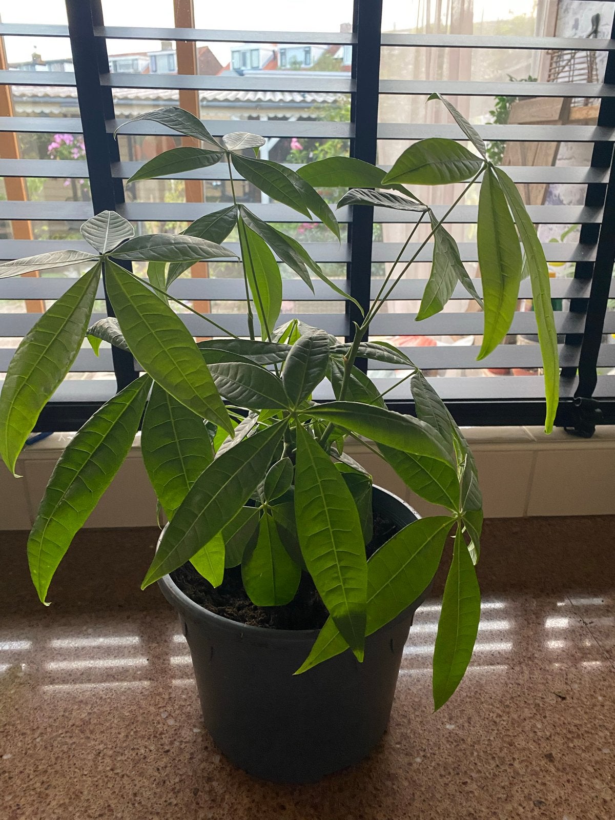 Mooie Pachira Aquatica - Geldboom in pot, Ophalen, Overige soorten, Halfschaduw, In pot