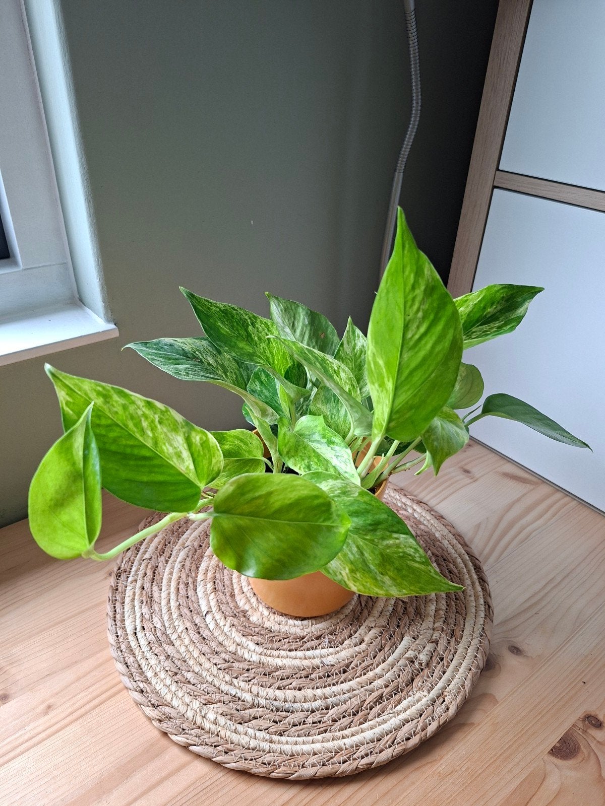 Epipremnum Aureum 'Marble Queen' - Bonte Drakenklimop, Huis en Inrichting, Ophalen, Halfschaduw, In pot, Minder dan 100 cm
