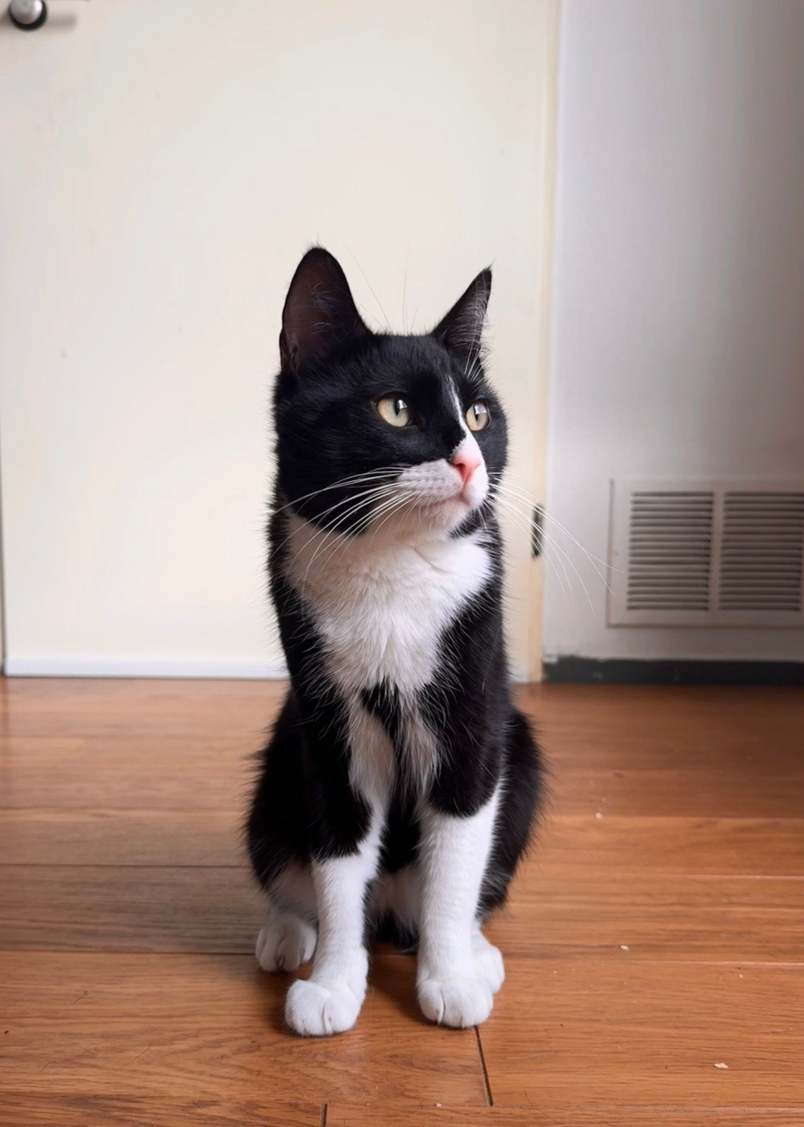 2 Lieve katten (1 jaar) zoeken een nieuw huisje, Dieren en Toebehoren, Katten en Kittens | Overige Katten, Meerdere dieren, Kortharig