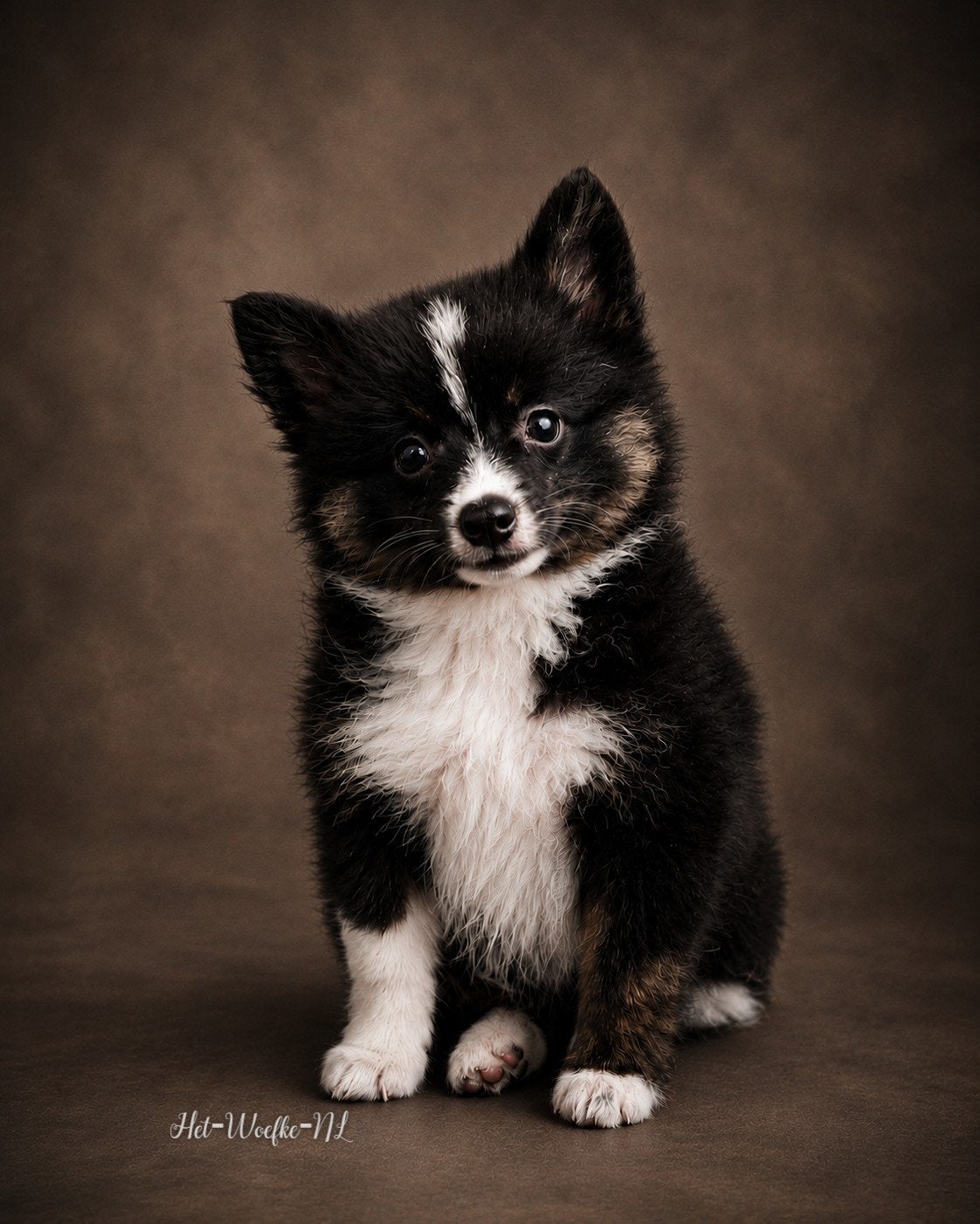 Pomsky pup (11weken) 💙Twix, Parvo, Nederland, 8 tot 15 weken, Eén hond