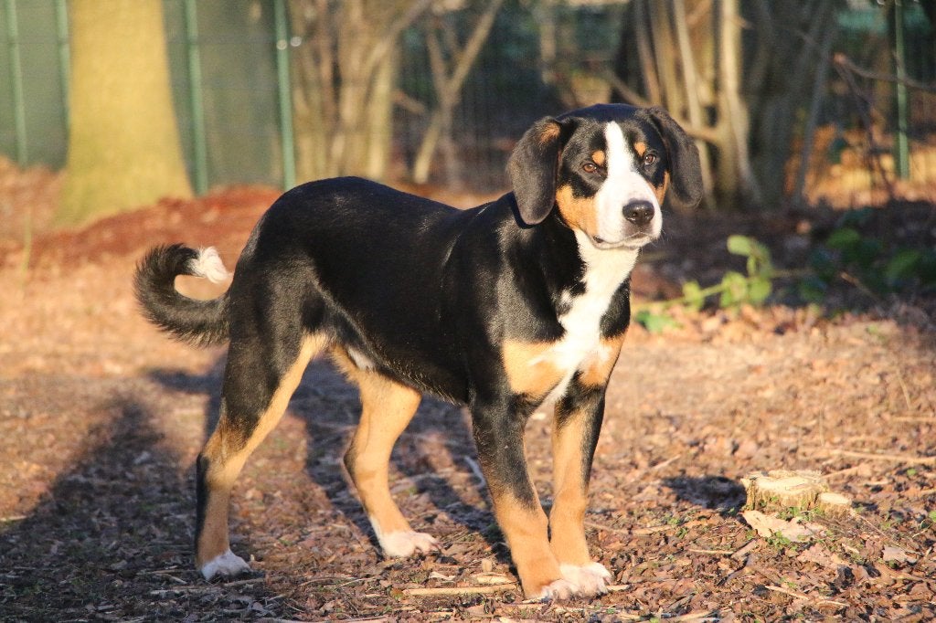 Entlebucher Sennenhond Doron (Reutje, 2 jaar oud), Dieren en Toebehoren, Reu, 1 tot 2 jaar, Parvo, Eén hond