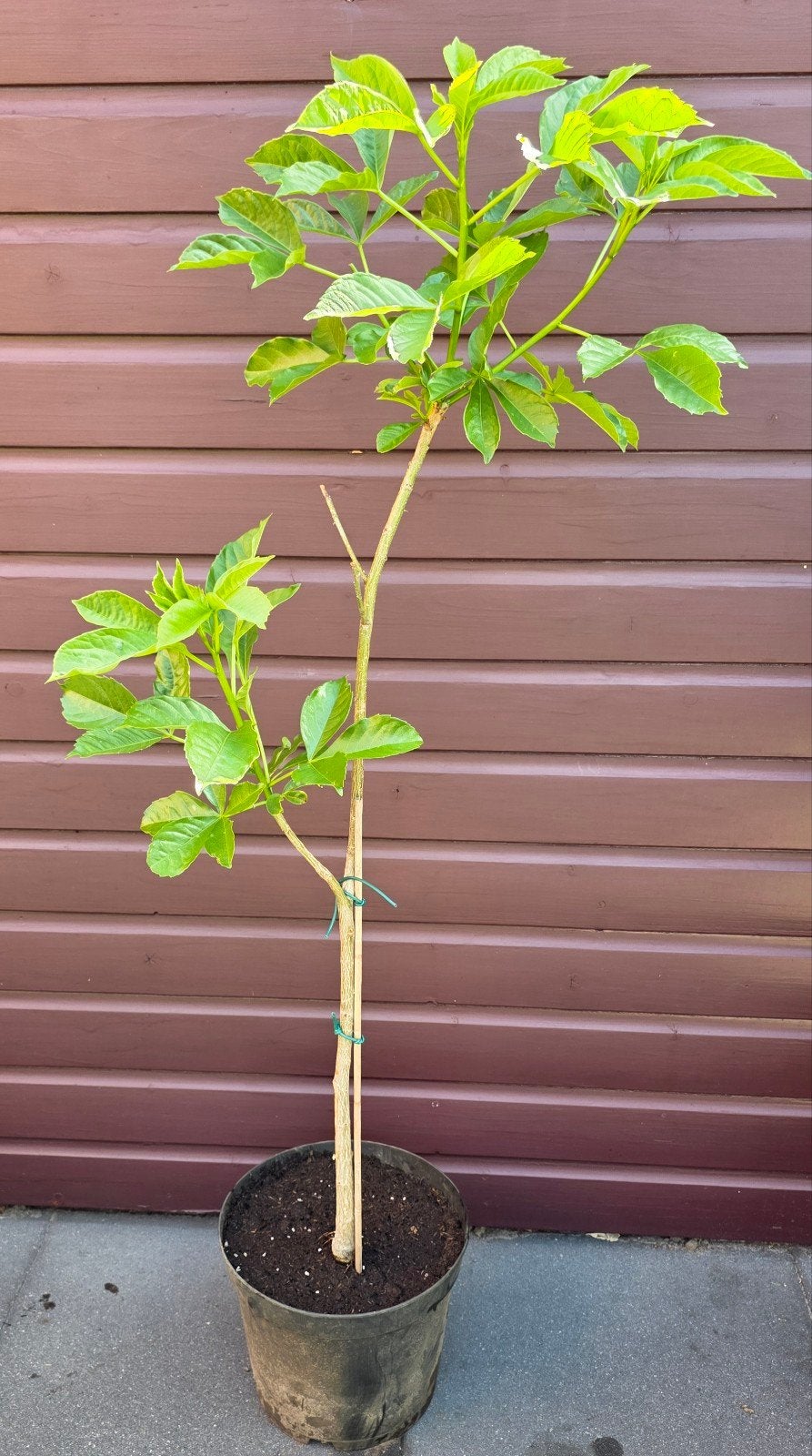 Jonge Baobab boom in pot - Ideaal voor binnen of buiten, Overige soorten, Vaste plant, Ophalen of Verzenden, Bloeit niet