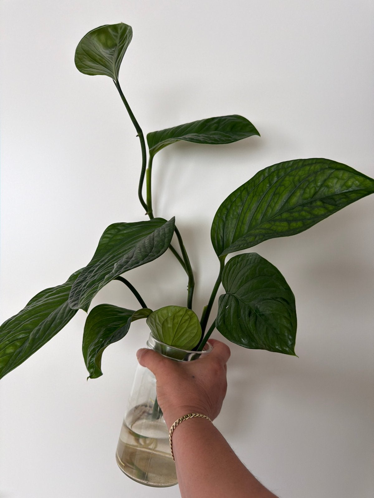 Monstera Pinnatipartita - Zeldzame en prachtige kamerplant, Ophalen