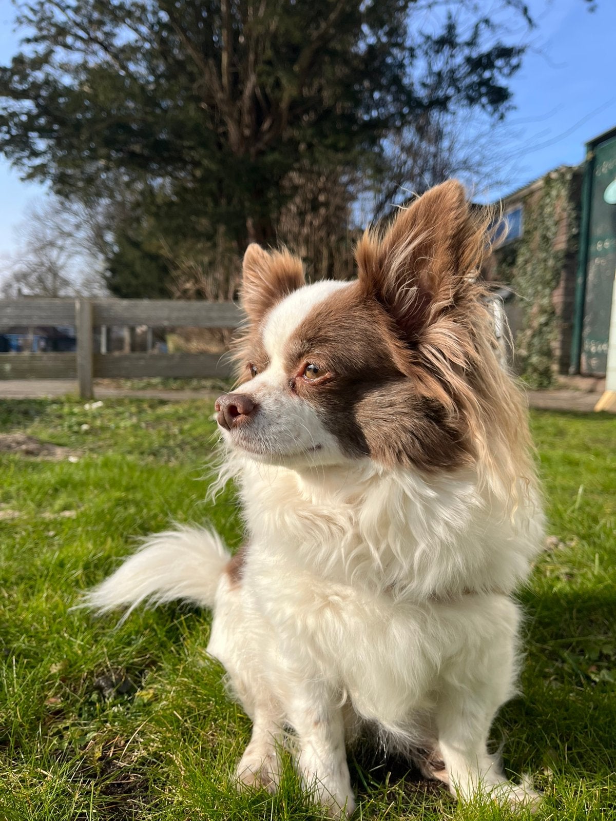 Vlinderhondje Chiwauwa lief hondje, Dieren en Toebehoren, Honden | Chihuahua's en Gezelschapshonden, 6 jaar of ouder, Reu, Eén hond