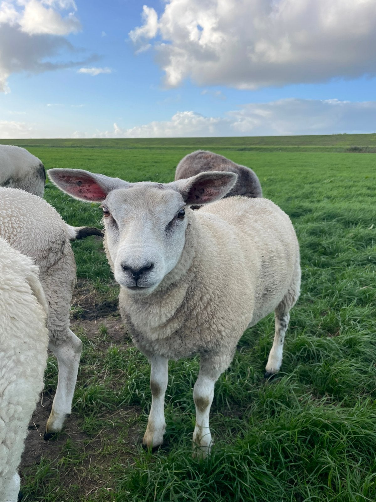 Ooi lam, Dieren en Toebehoren, Vrouwelijk, Schaap, 0 tot 2 jaar