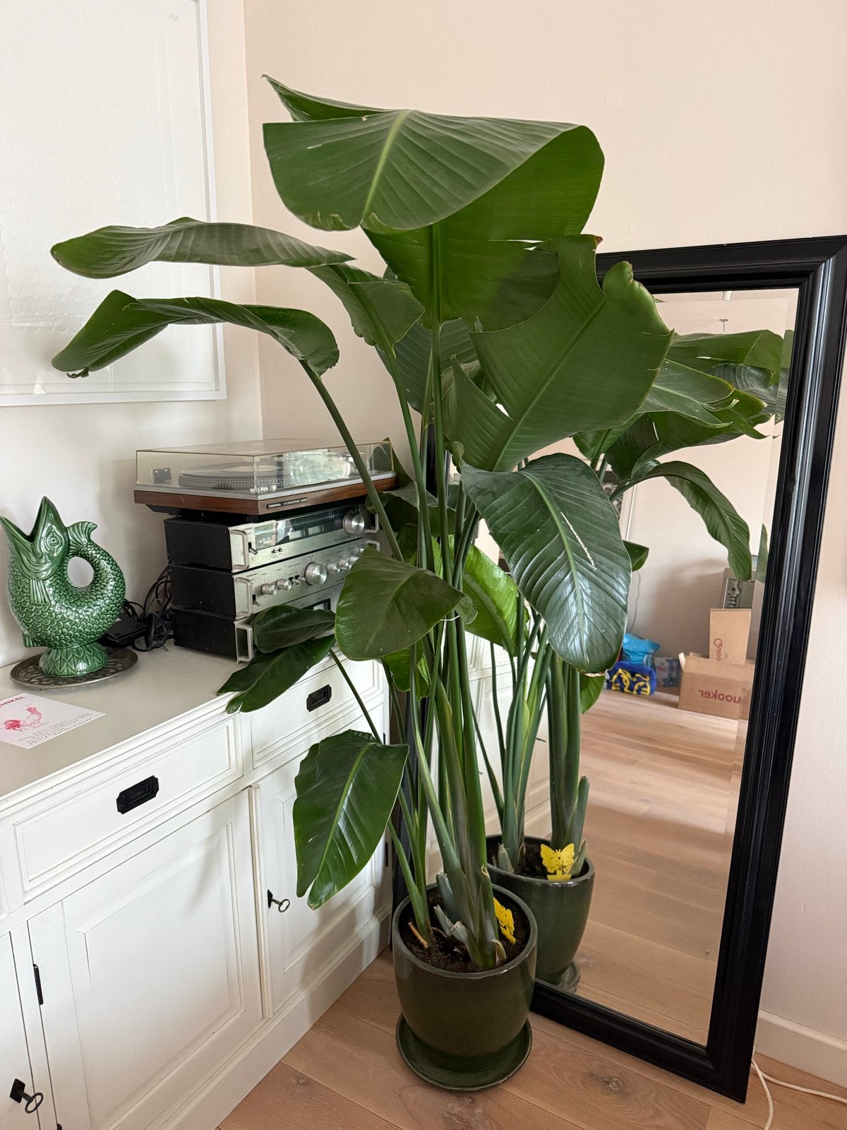Strelitzia in mooie groene pot - goed groeiend, Ophalen, Overige soorten, Halfschaduw, In pot