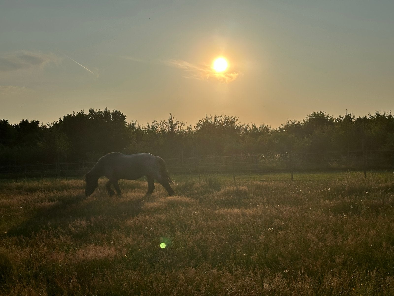 1 plekje nog vrij, Dieren en Toebehoren, Weidegang, 1 paard of pony