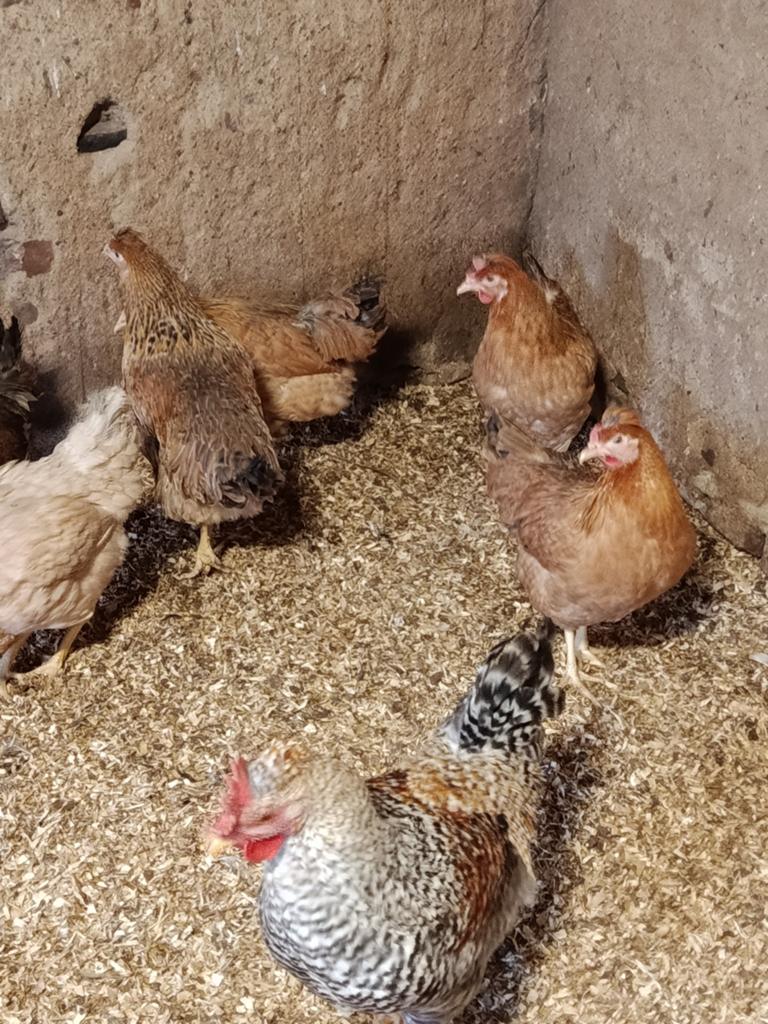 Ik verkoop Creme Legbar-kippen., Dieren en Toebehoren, Pluimvee, Vrouwelijk, Kip