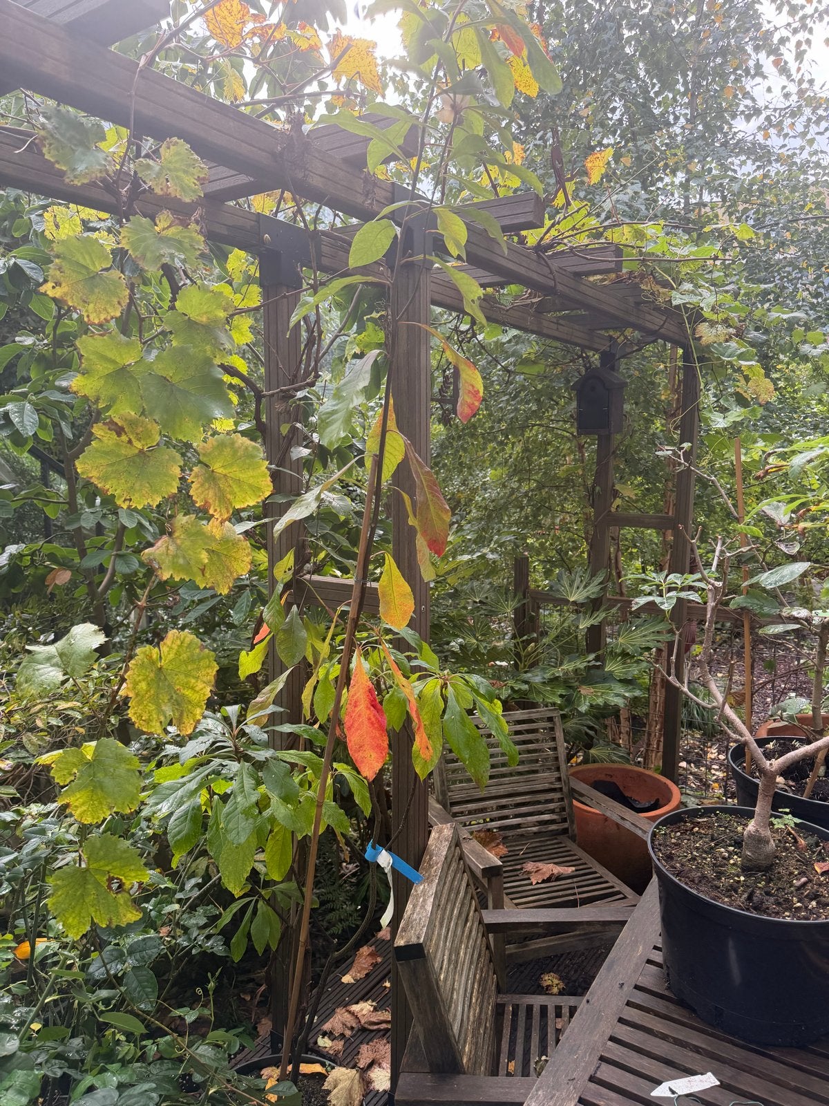 Hardhouten pergola lxbxh 8 m x 0,7 m x 2,25 m, Ophalen, Gebruikt