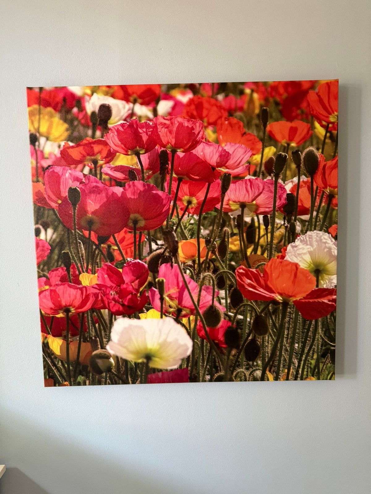 Bloemen schilderij canvas 80x80, Ophalen