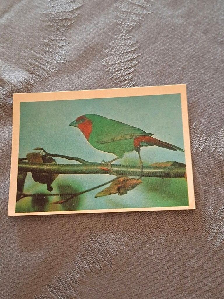 Prentje/Chromo : Roodkop Papegaai-Amadine, 1960 tot 1980, Gebruikt, Ophalen of Verzenden, Dier