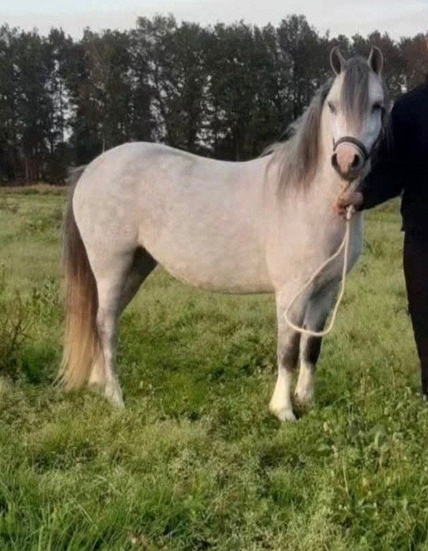 Welsh A, Dieren en Toebehoren, Pony's, Merrie, A pony (tot 1.17m), 3 tot 6 jaar