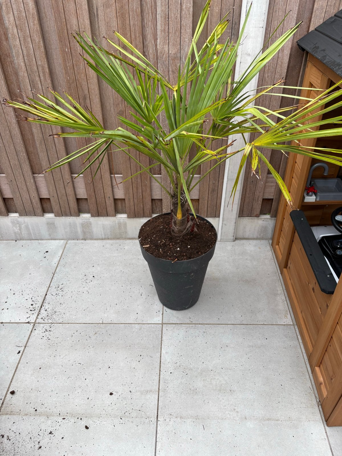 Mooie Palmboom te koop - Ideaal voor tuin of terras, Tuin en Terras, Volle zon, Vaste plant, Bloeit niet, Ophalen