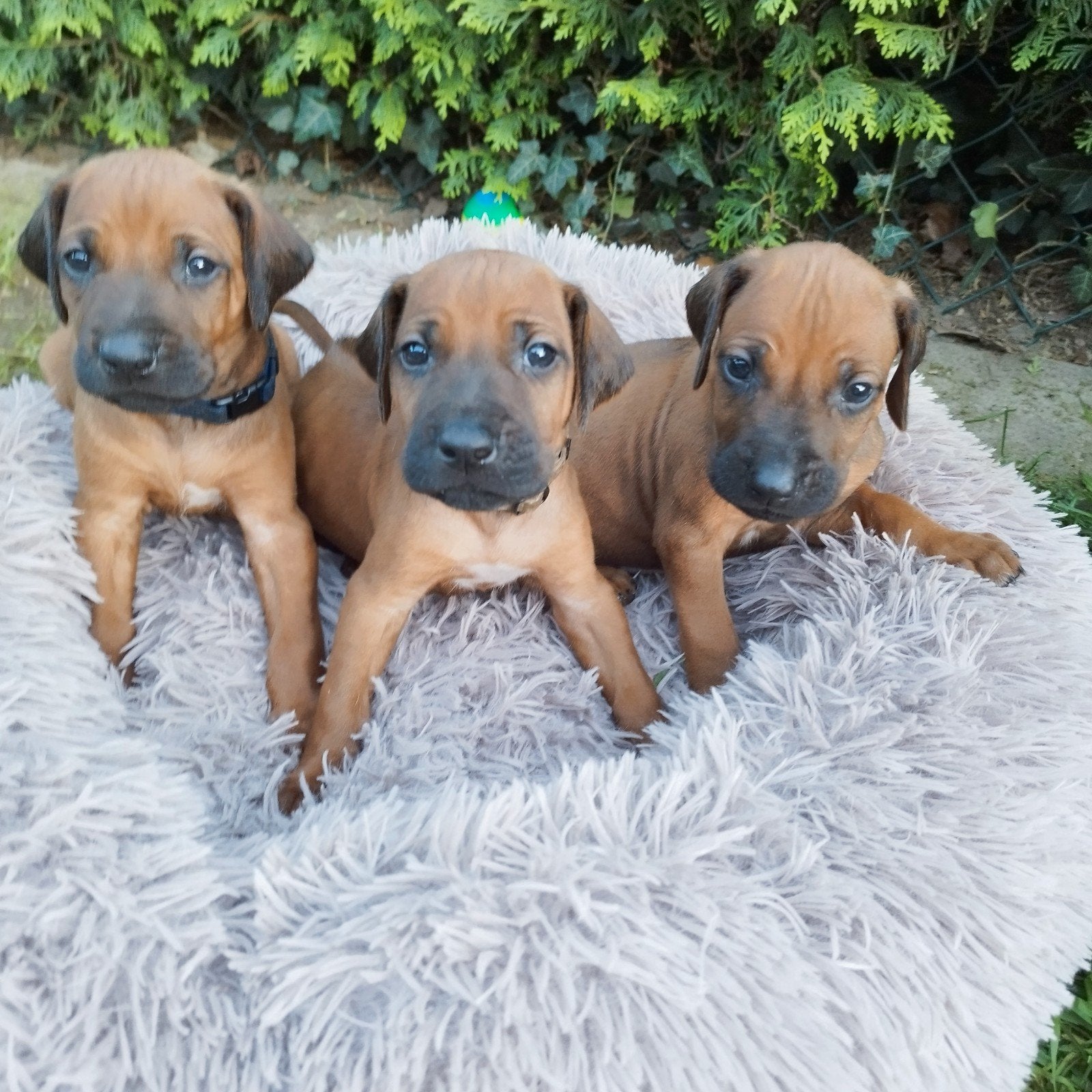 Rhodesian Ridgeback pups met FCI stamboom, Parvo, Overige rassen, 8 tot 15 weken, Meerdere
