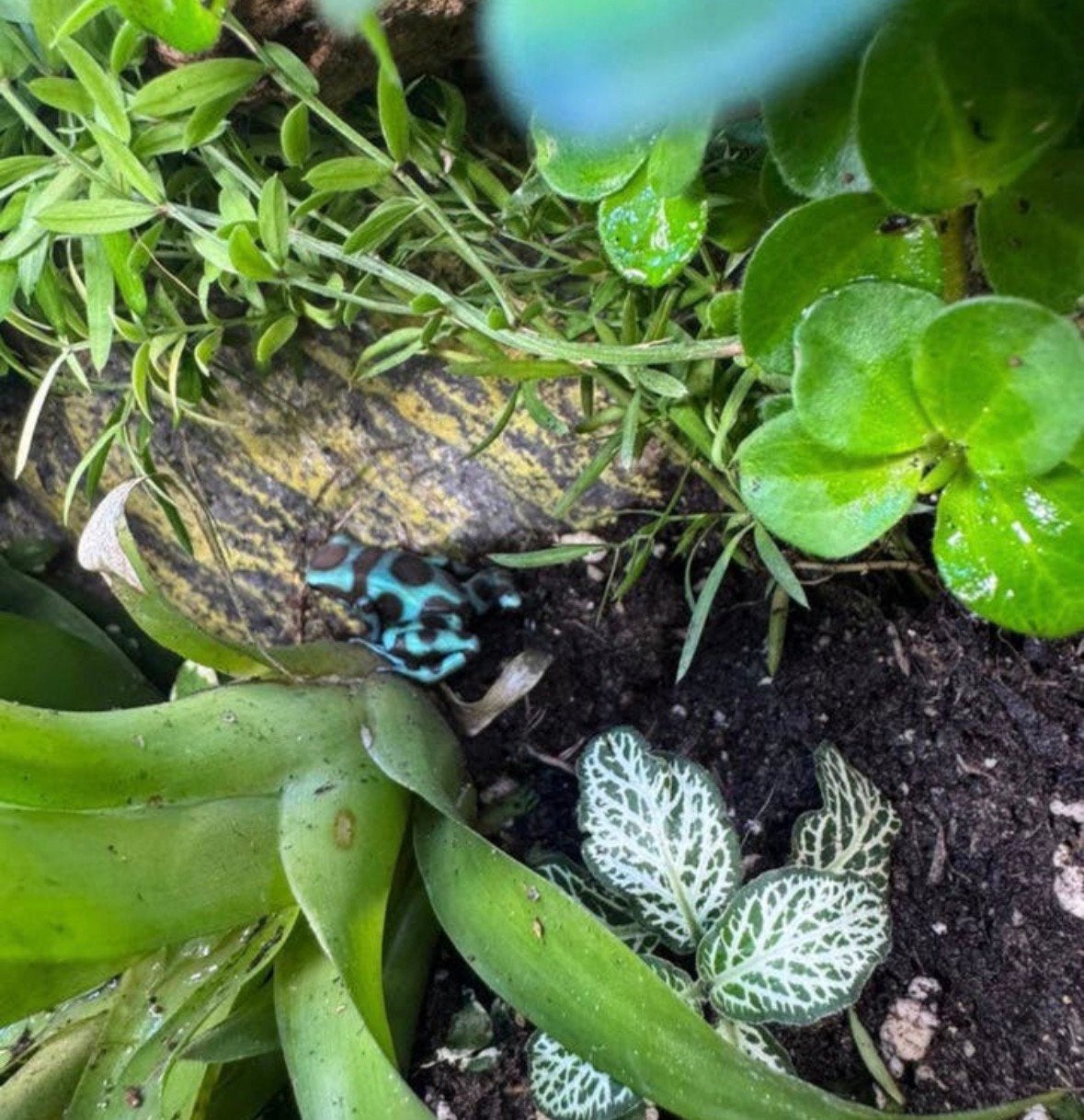 Dendrobates auratus (Costa Rica en Blue&Bronze) €45 per stuk Frog - unknown for sale from Joyce