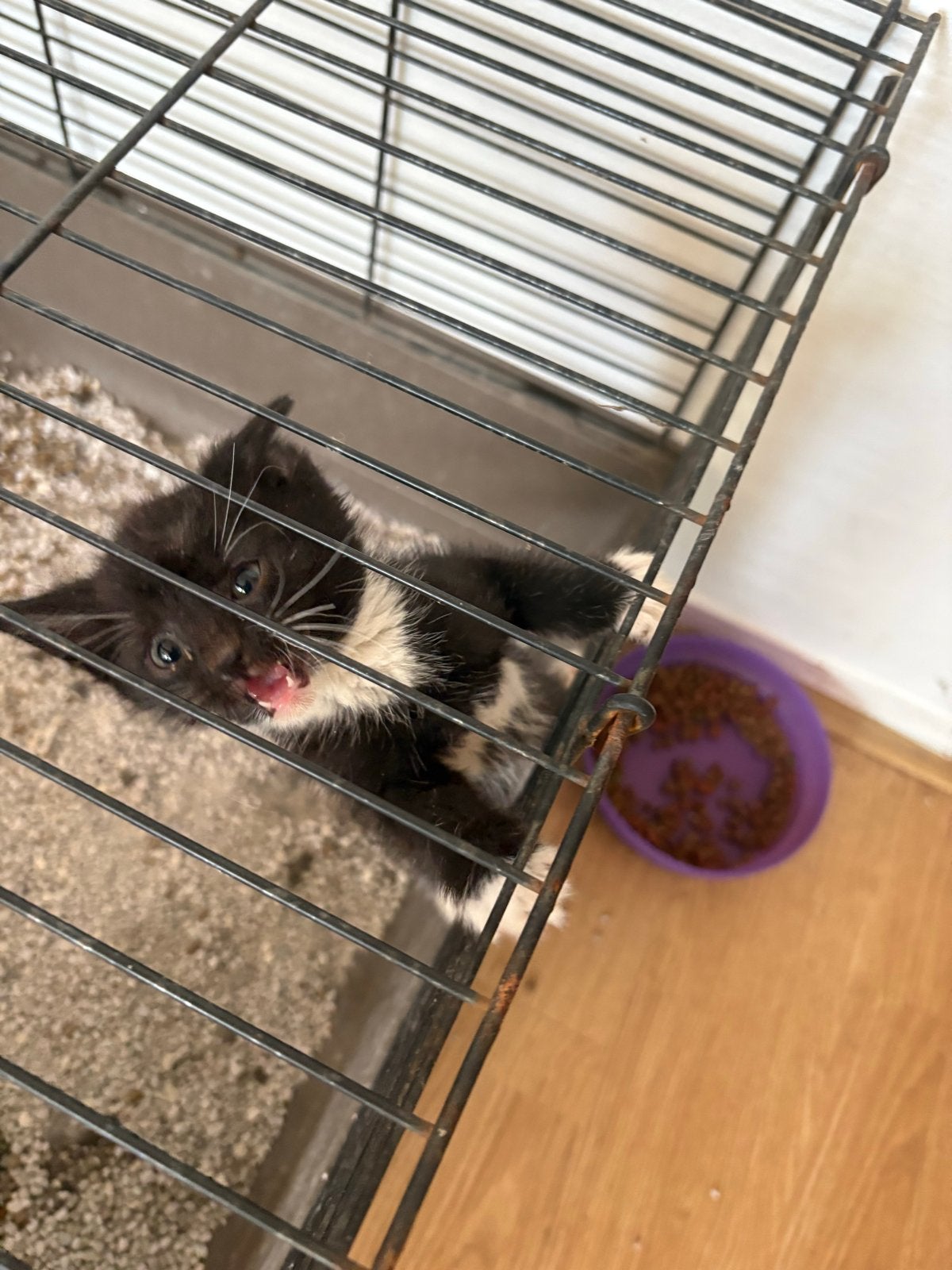 Kittens 6 A 7 weken oud, Dieren en Toebehoren, Geslacht onbekend, 0 tot 2 jaar