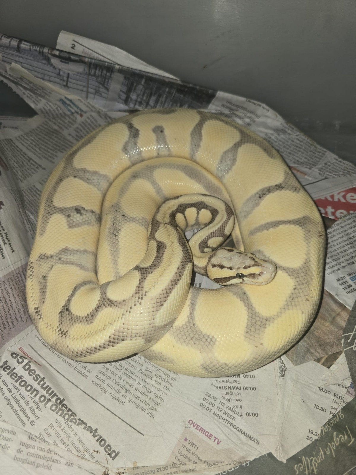 Python regius 0.1 enchi pastel desert ghost, Dieren en Toebehoren, Reptielen en Amfibieën, Slang