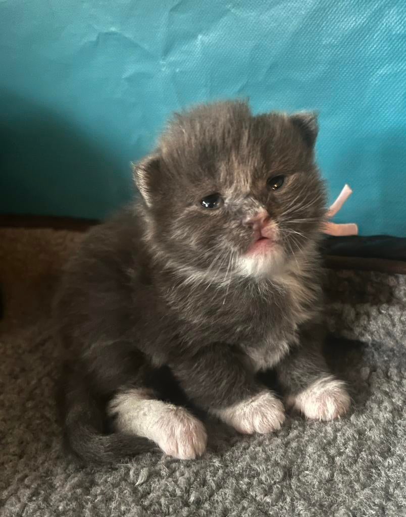 Prachtige Maine Coon kittens, Meerdere dieren, Ontwormd