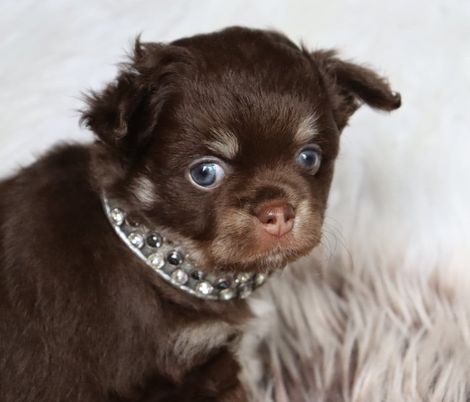 Donker Choco Tricolor Chihuahua reutje, Parvo, Reu, 8 tot 15 weken, Eén hond